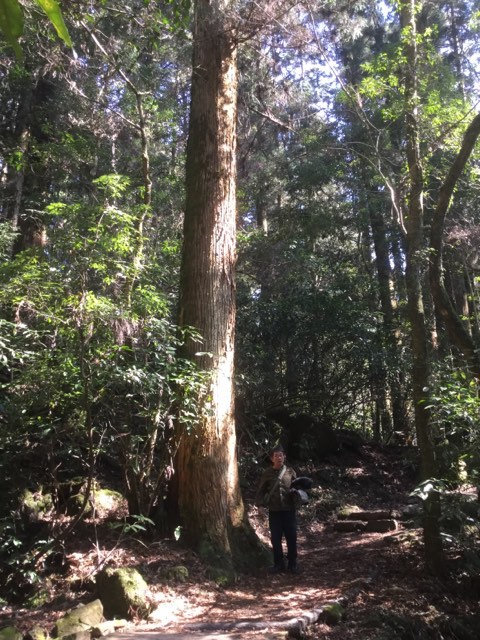 200歳ほどの大杉に比べるとまだ若いオジサン